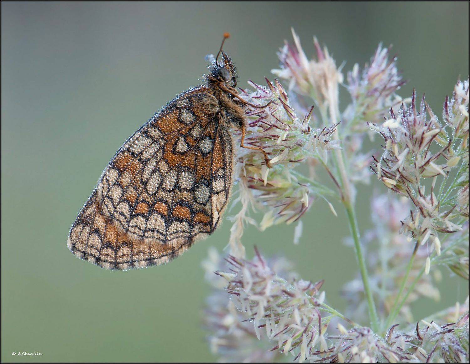 бабочка,шашечница,утро,роса, Александр Чувилин