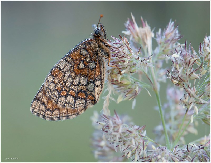 бабочка,шашечница,утро,роса Мокрое утро фото превью
