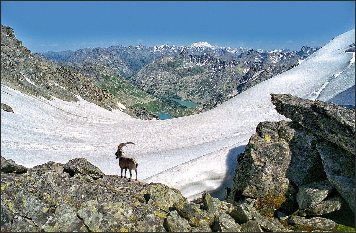 алтай, катунский хребёт, г.белуха, АНАТОЛИЙ ДОВЫДЕНКО