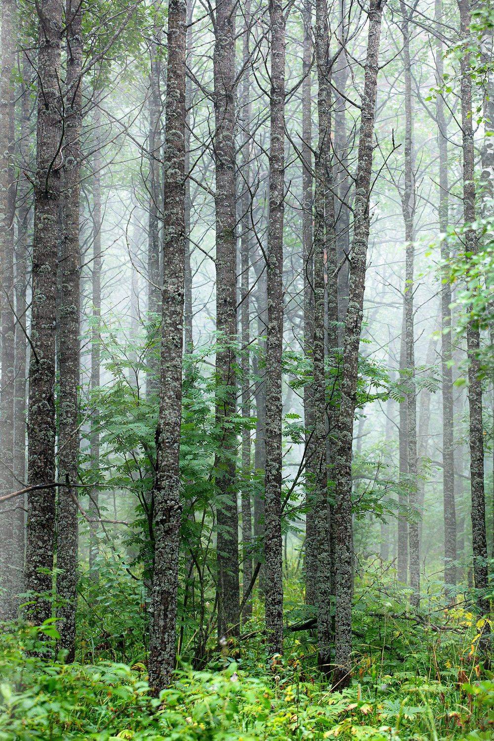 южный урал,оренбургская область, орск, новотроицк,башкирия, башкиртостан, Качурин Алексей