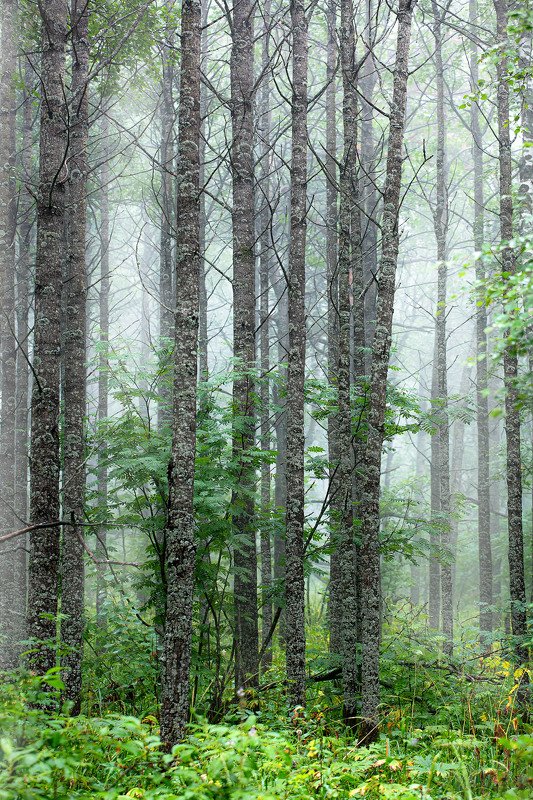 южный урал,оренбургская область, орск, новотроицк,башкирия, башкиртостан Стояли стройными рядами... фото превью