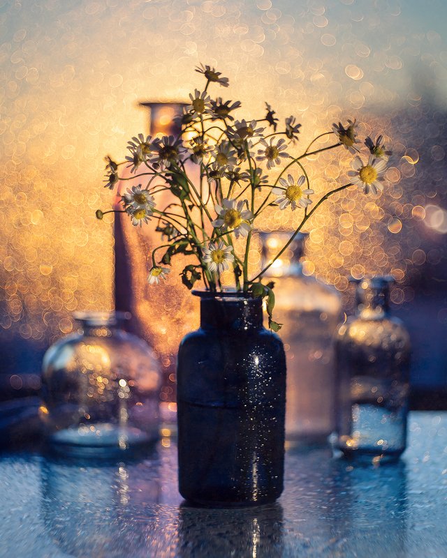боке закат ромашки натюрморт триоплан bokeh stilllife На закате фото превью