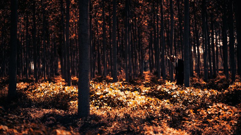 #dark #concept #conceptual #selfportrait #coupleportrait #forest #mask Caronte фото превью