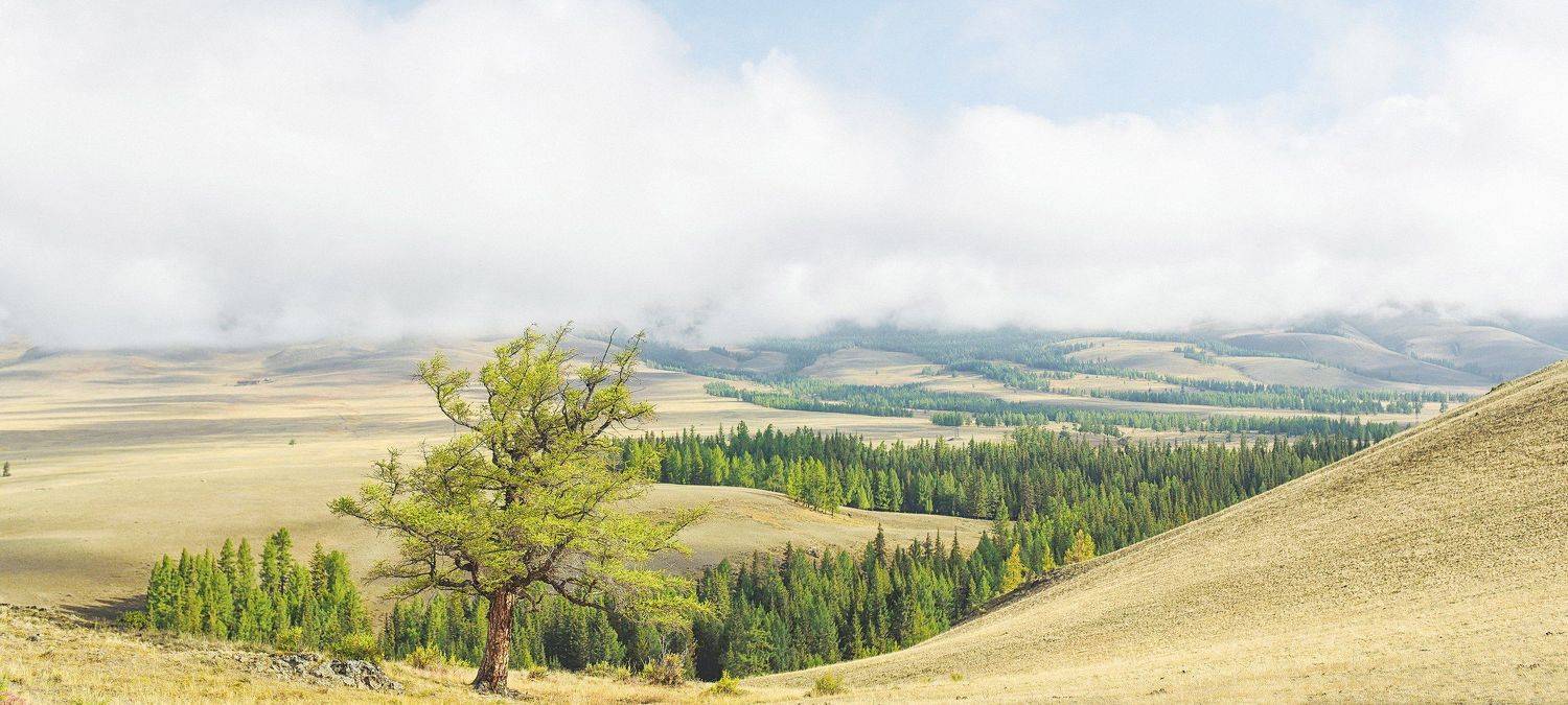 Алтайские горы, горный лес, Светлана Степанова