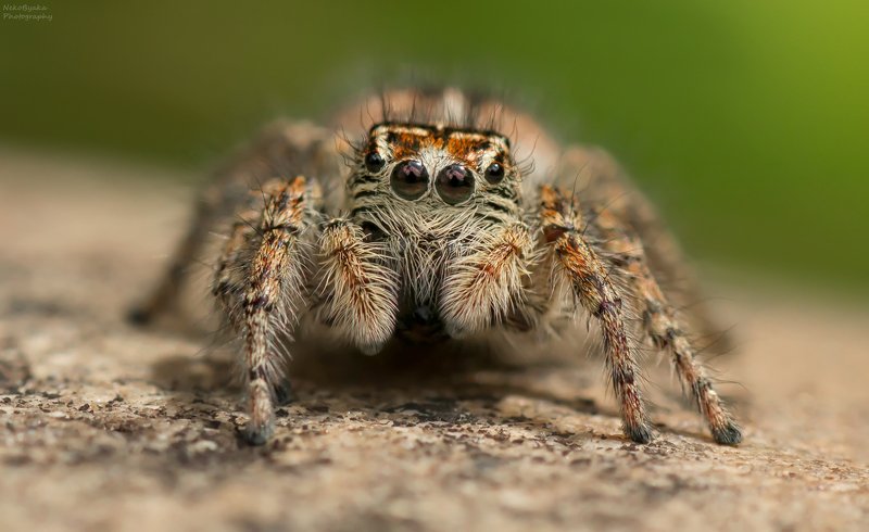 макро, природа, паук скакун, паук, macro, nature, jumping spider, spider, Маленький панк фото превью