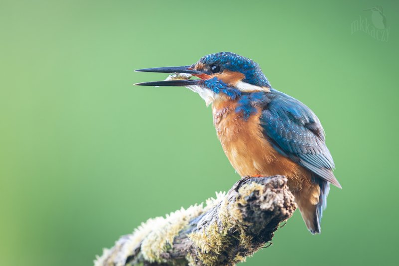 Kingfisher фото превью
