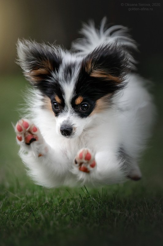 Карамба! фото превью