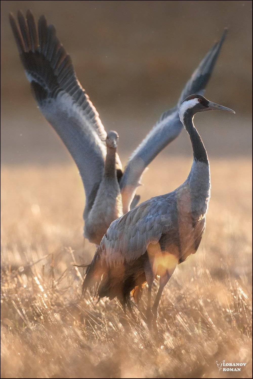 журавль, сергиев, посад, пересвет, лобанов, птицы, Lobanov Roman