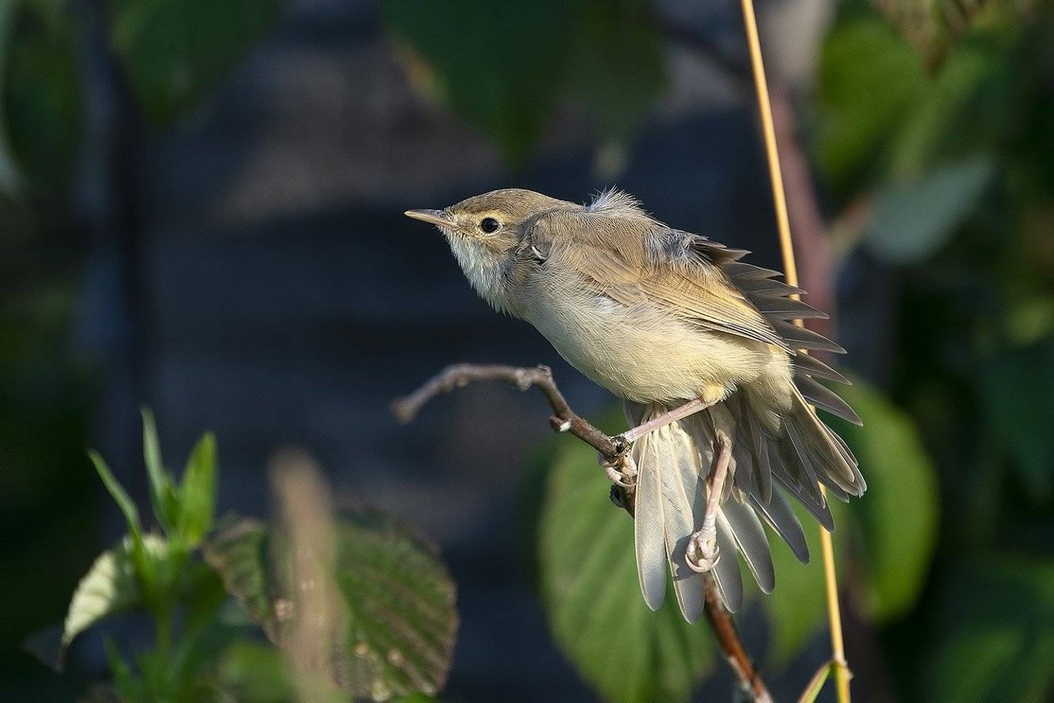 , Владимир Письмак