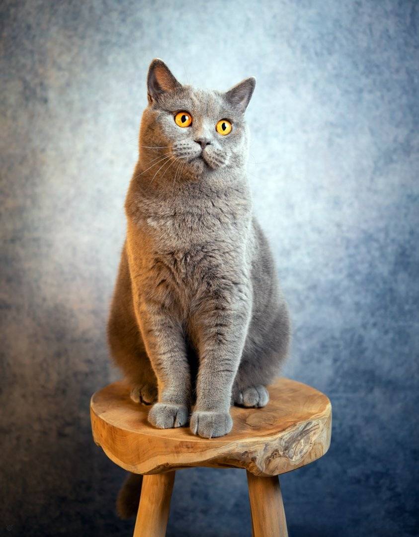 Scottish cat, cat, pet, кошка, Wojciech Grzanka