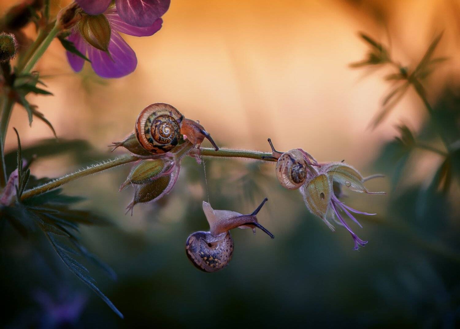 макро улитки природа вечер красота, Анастасия Третьякова