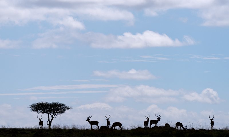 animals mammals gazelles africa kenya silhouette sky clouds pastel African silhouette  фото превью