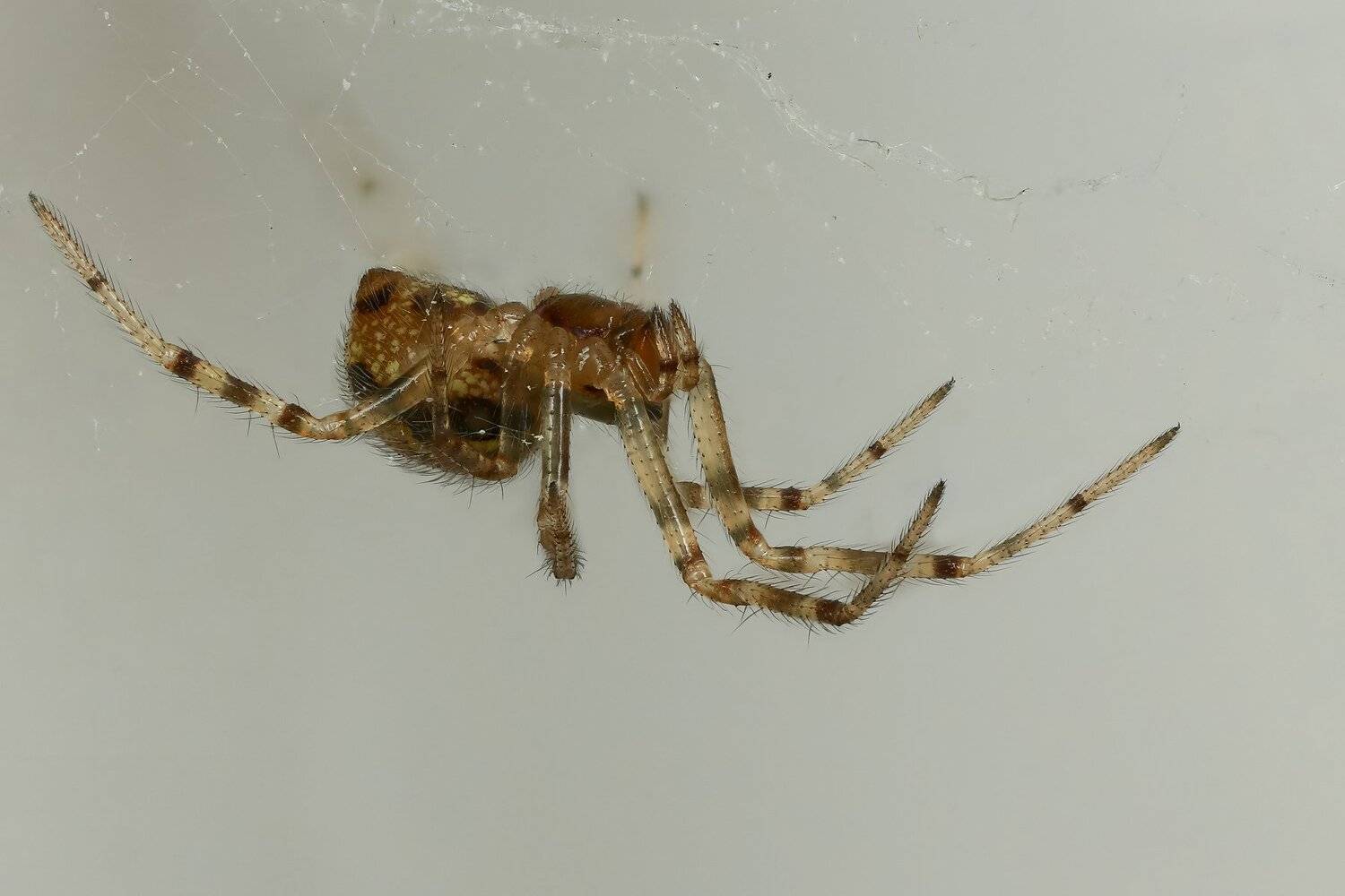 паук,макро,природа,цвет,желтый,животное, Андрей Шаповалов