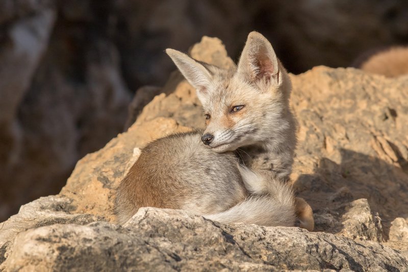 canon1dх mark2,canon600mmf4,israel,jerusalem,nature,wildnature,wildnaturephotography,дикая природа,иерусалим ,израиль, пётр рогов,фотограф,фотоохота,лисята,nature,иерусалим,jerusalem,wildnaturephotography,nakedplanet,natgeoyourshot,natgeo,bbcearth Лисёнок фото превью