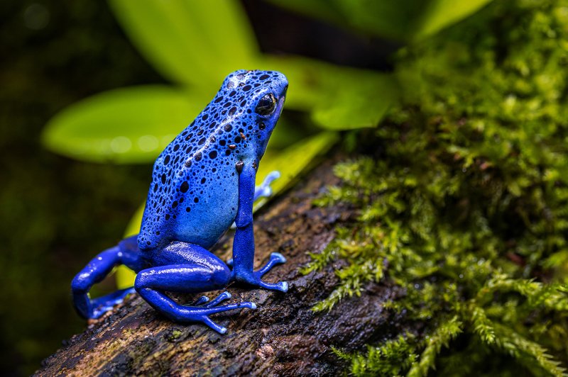 Blue фото превью