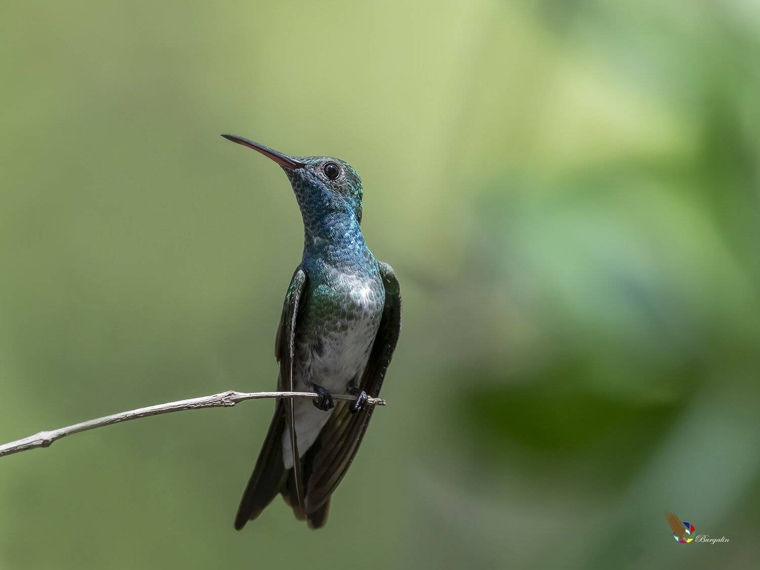 , Fernando Burgalin Sequeira