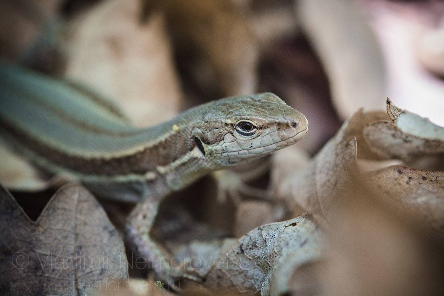 meadow lizard, Darevskia praticola, agility, lizard, Northwestern Caucasus, Russia, Krasnodar Territory, Ilsky inquisitive, brown, day, forest floor, litter, Владимир Нейморовец