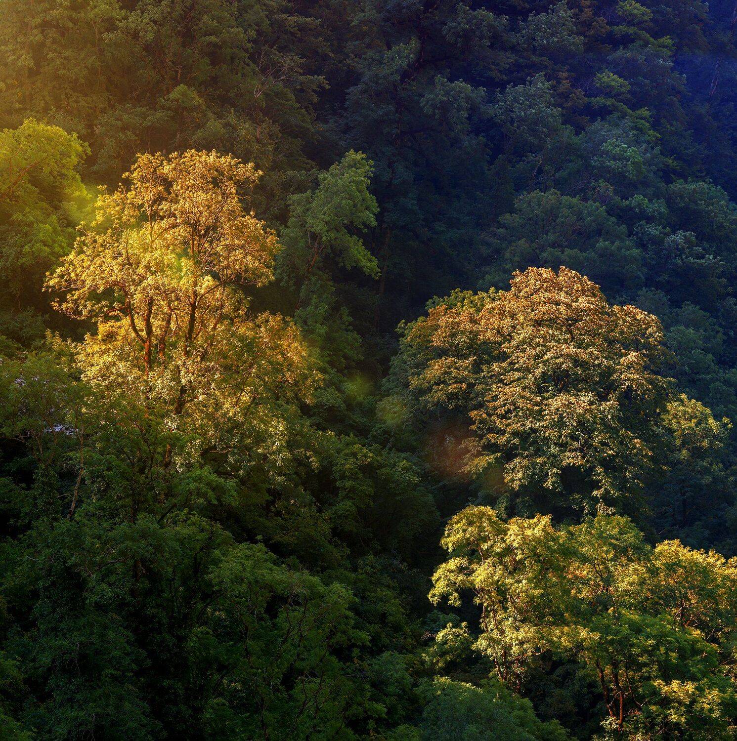 , Олег Богданов