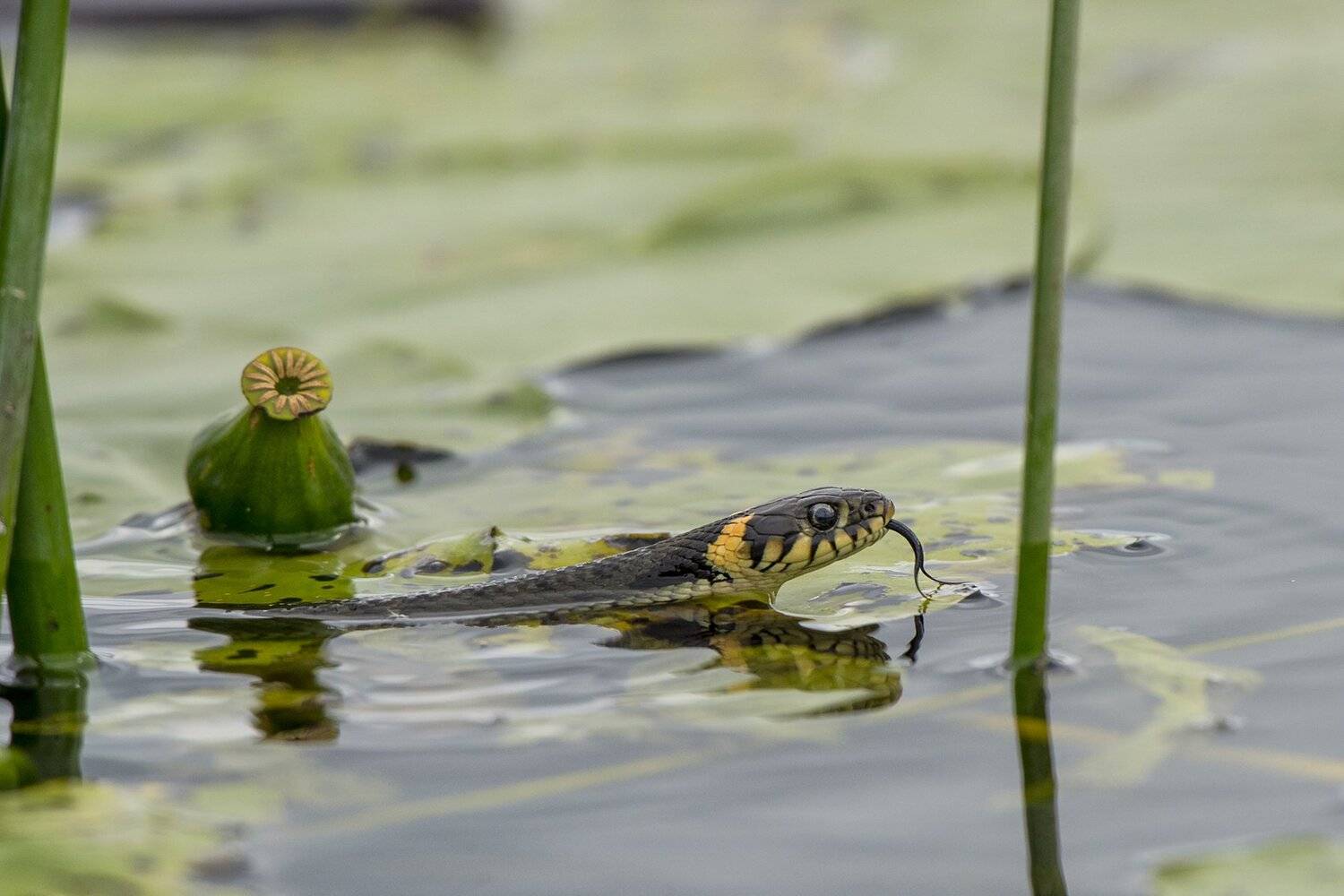 , Юрий Кулаков