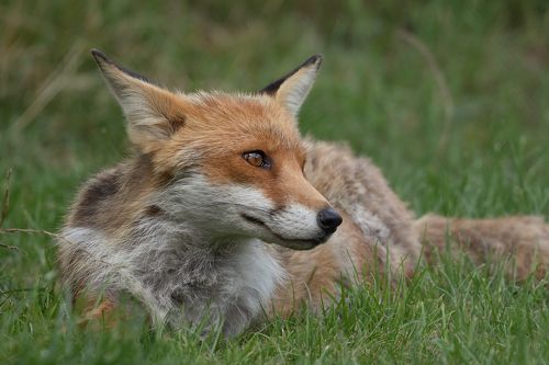 Fox