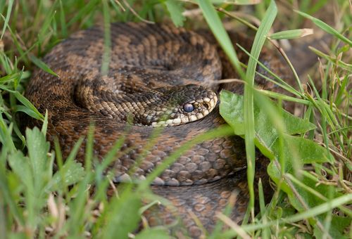 Adder