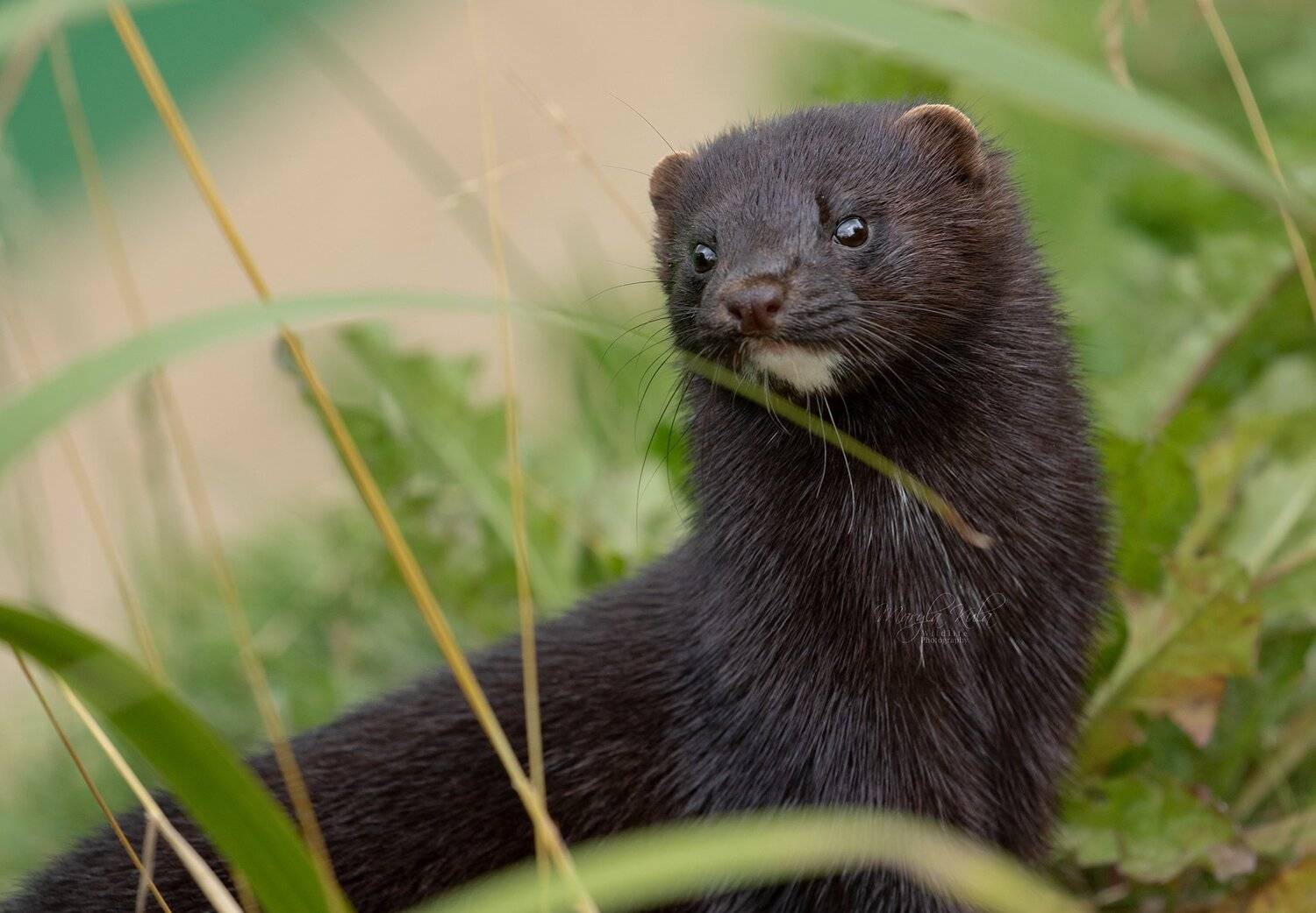 american mink, mink, animals, nature, wildlife, MARIA KULA