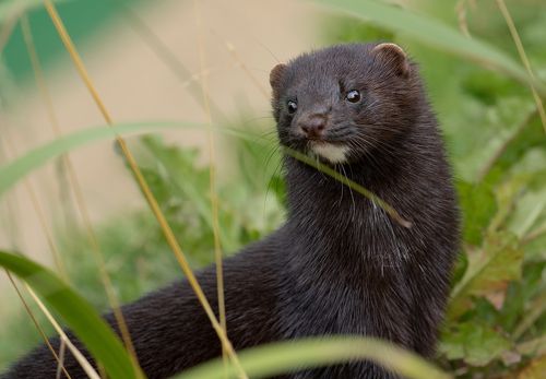 American Mink
