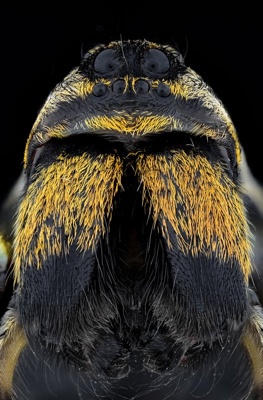 spider фото превью