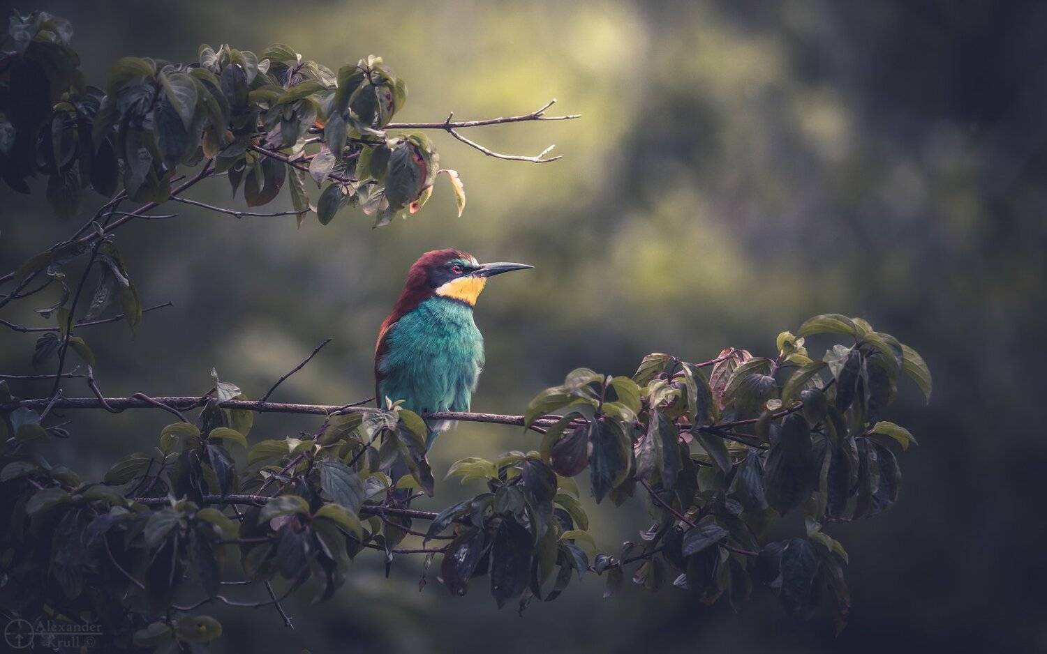 , Александр Круль