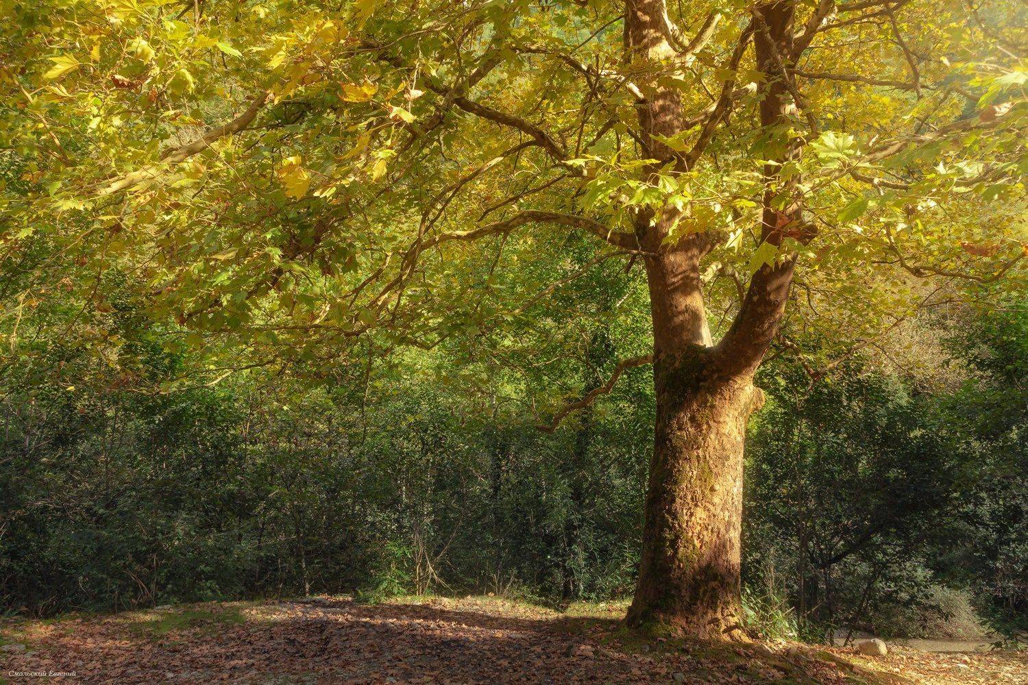 осень, абхазия, лес, дерево, солнечно., Смольский Евгений