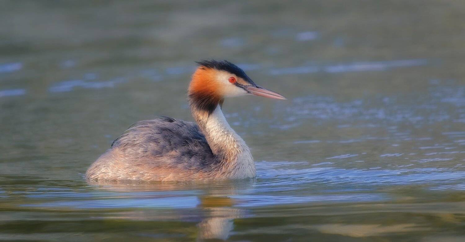 , Alexander Plekhanov