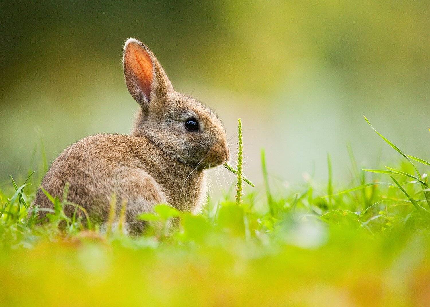 Rabbit. Автор: Robert Adamec , Robert Adamec