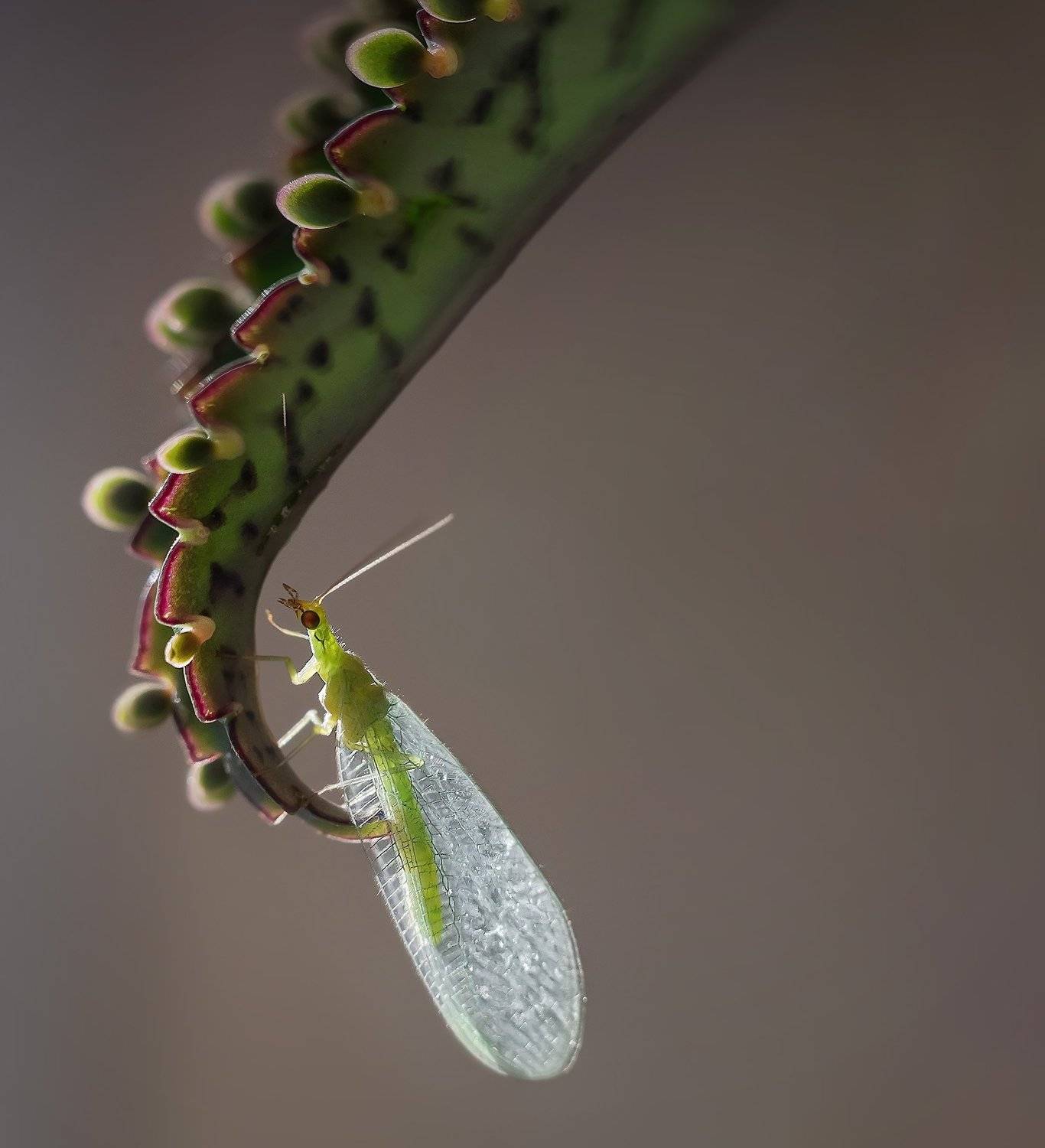 , Тарасова Ольга