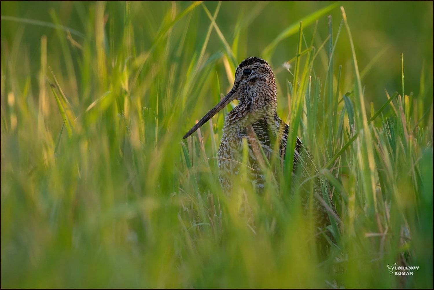 дупель, птицы, сергиев, посад, пересвет, лобанов, Lobanov Roman