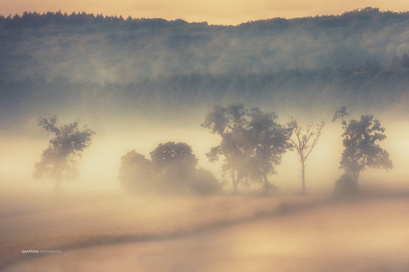 landscape, summertime, morning, foggy, trees, forest, fields, rpowroznik, summer (foggy) morning... фото превью