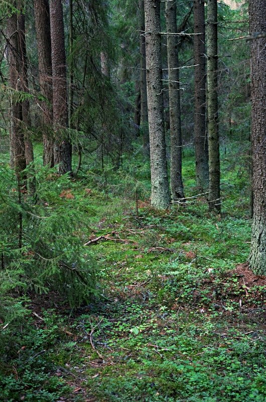Где живут грибы фото превью