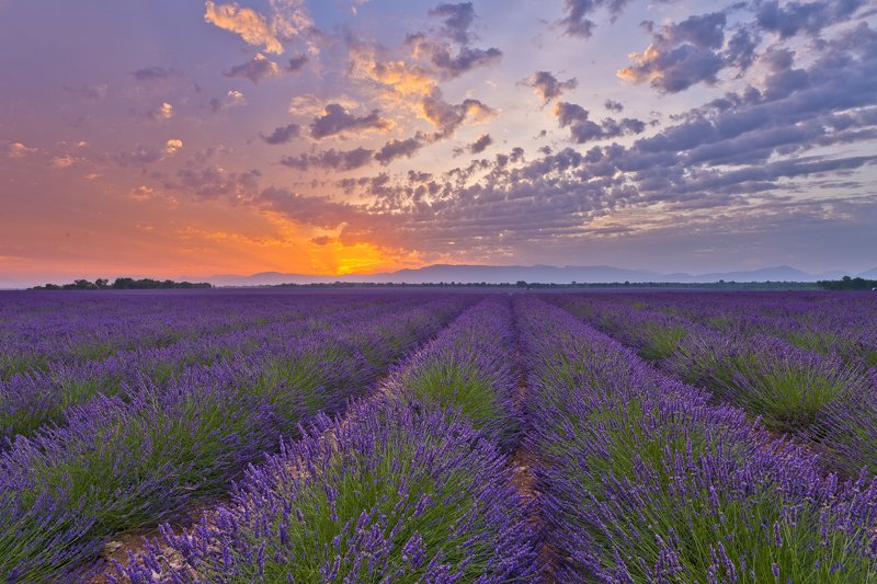 sunrise lavender provence france lights fields sky Sunrise lights in lavender fields фото превью