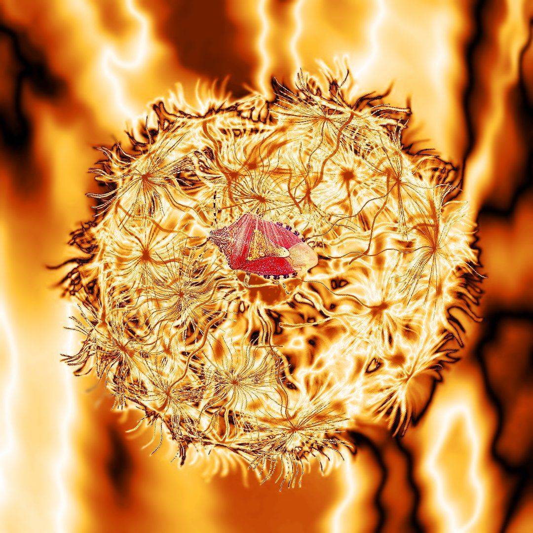 креатив, обработка, концепция, насекомые, букашки, concept, fineart, ladybugs, insects, races, Дмитрий Салтыков