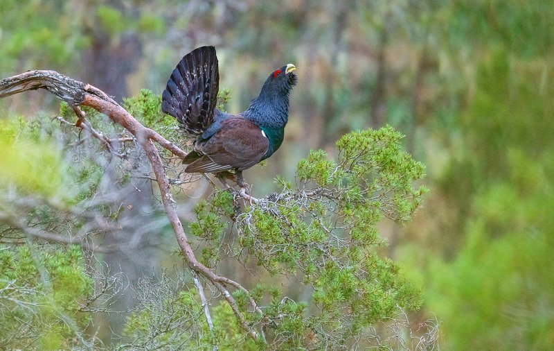 Western capercaillie in the tree фото превью