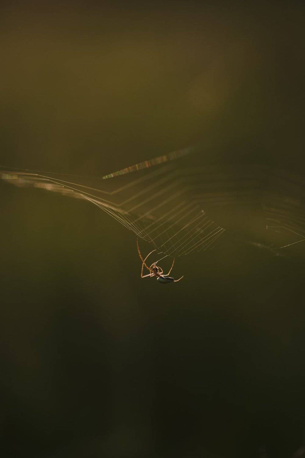 , Григорий Пиль