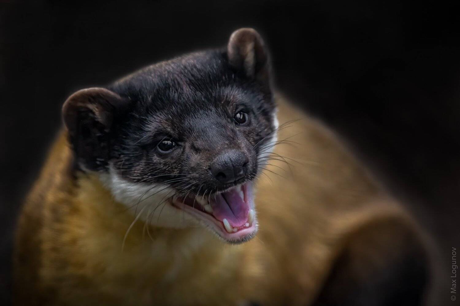 харза, Логунов Максим