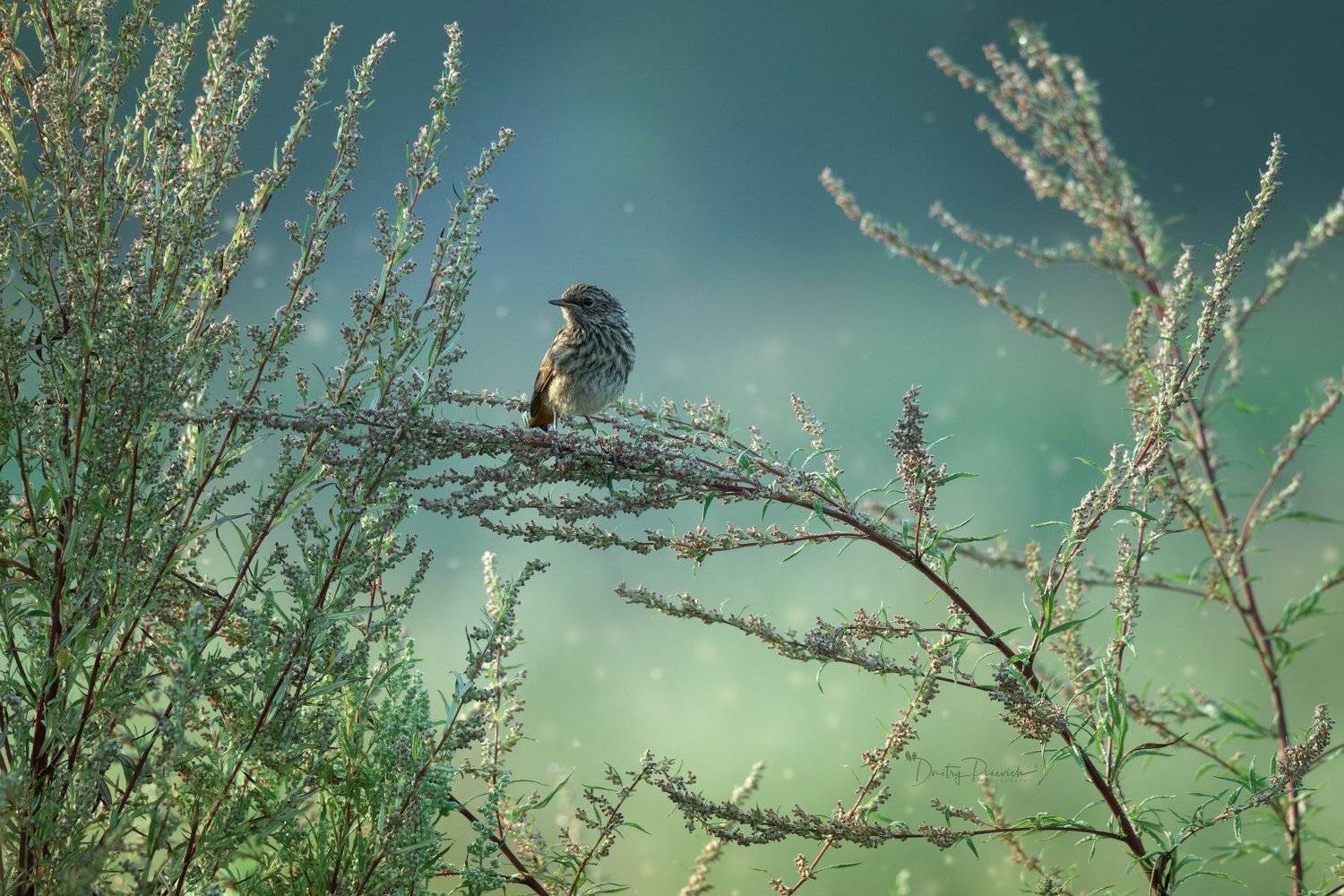 природа, лес, поля, огороды, животные, птицы, макро, Дмитрий Посевич