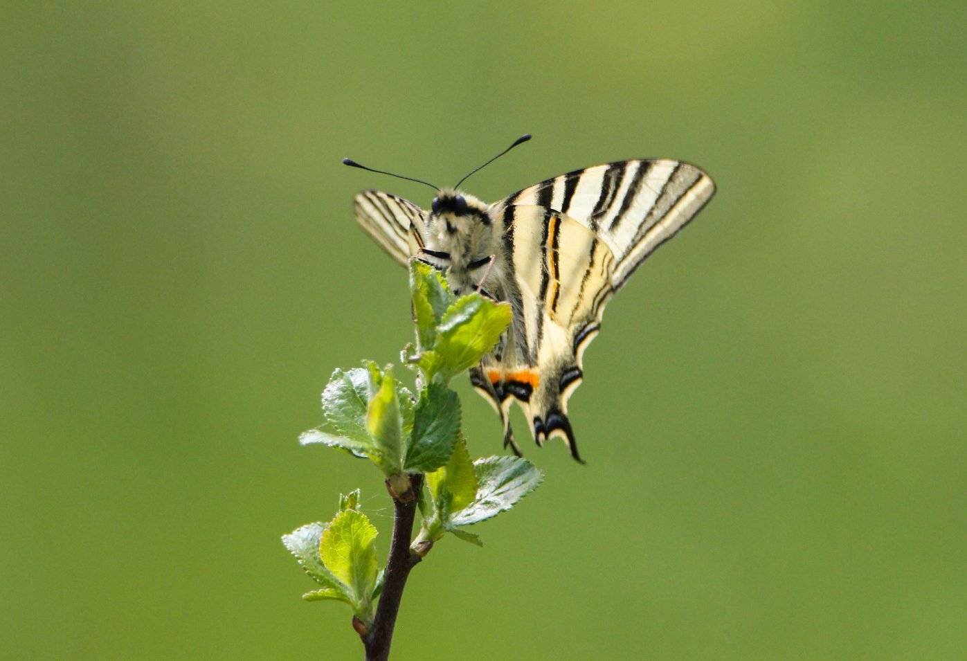 флора,фауна,насекомое,, Marat Magov
