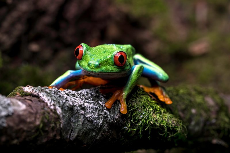 Wild Green фото превью