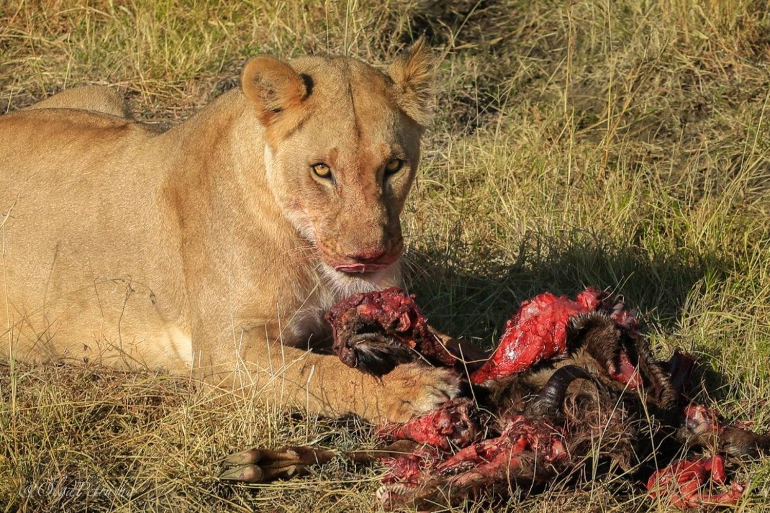 львица, обед, антилопа, саванна, дикие_животные, зеленый, кровь, охота, Ольга Петруша