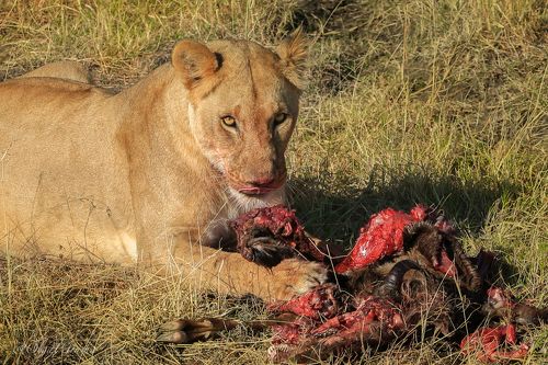 Господа фотографы, имейте совесть! Даже у моделей бывает перерыв на обед!!!