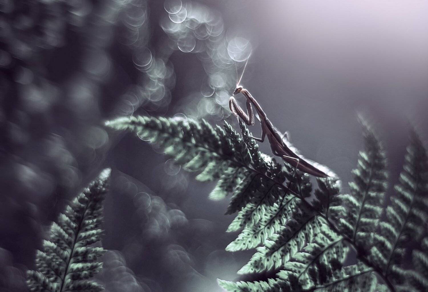 , Лапшина Владлена