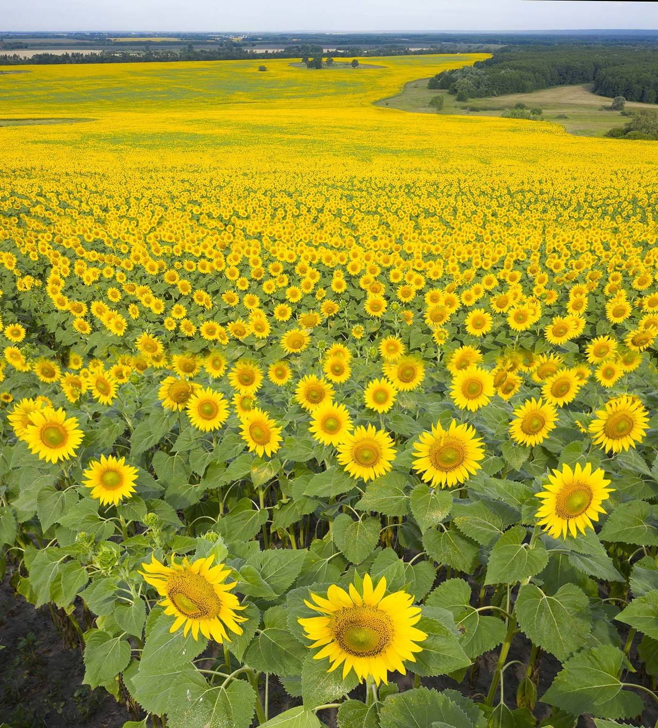 , Борис Резванцев