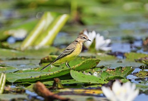 Жёлтая на болоте.