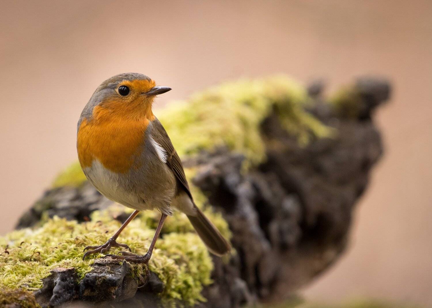 , Robert Adamec